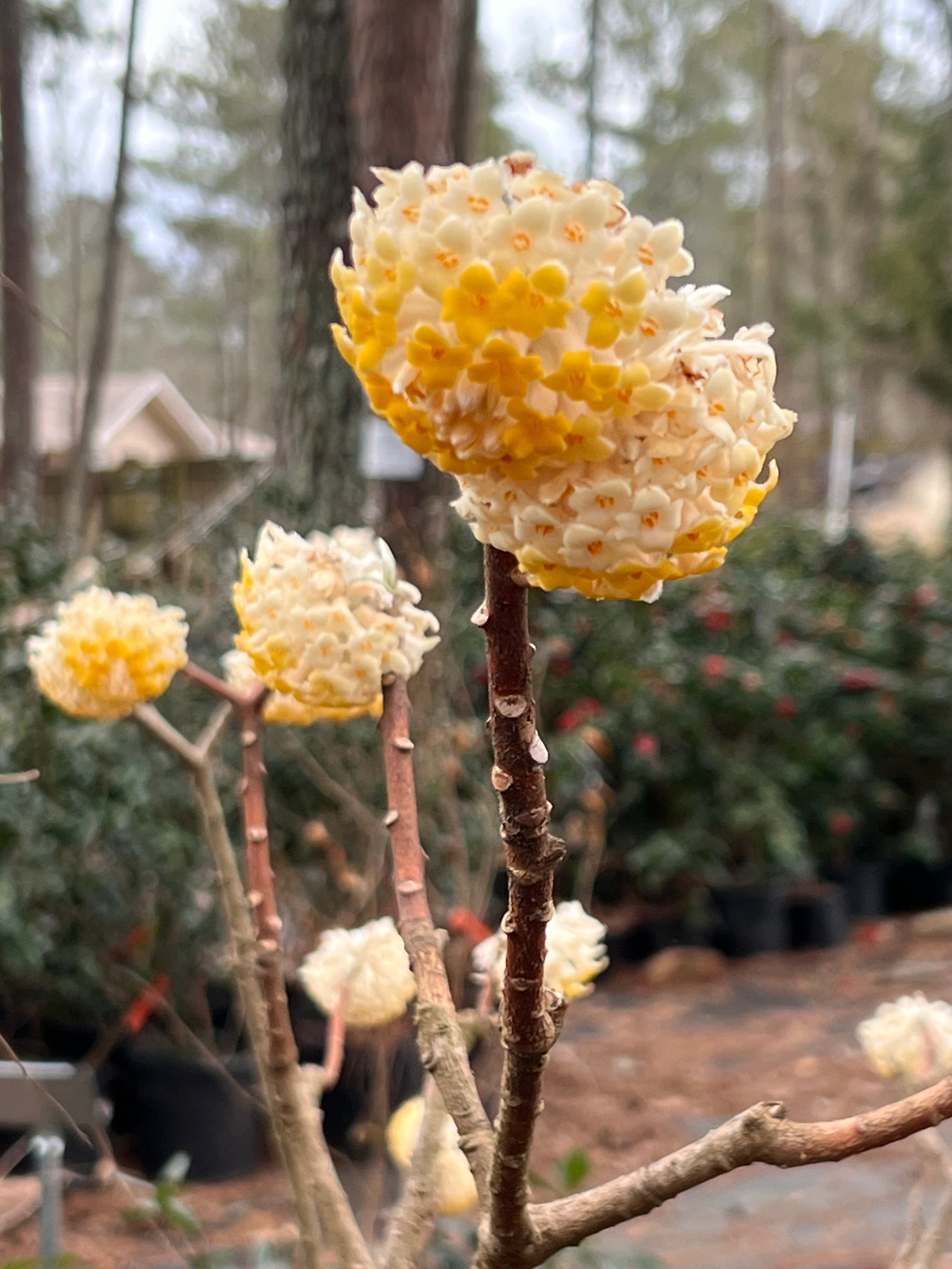 Edgeworthia- Extremely Fragrant, Winter blooming