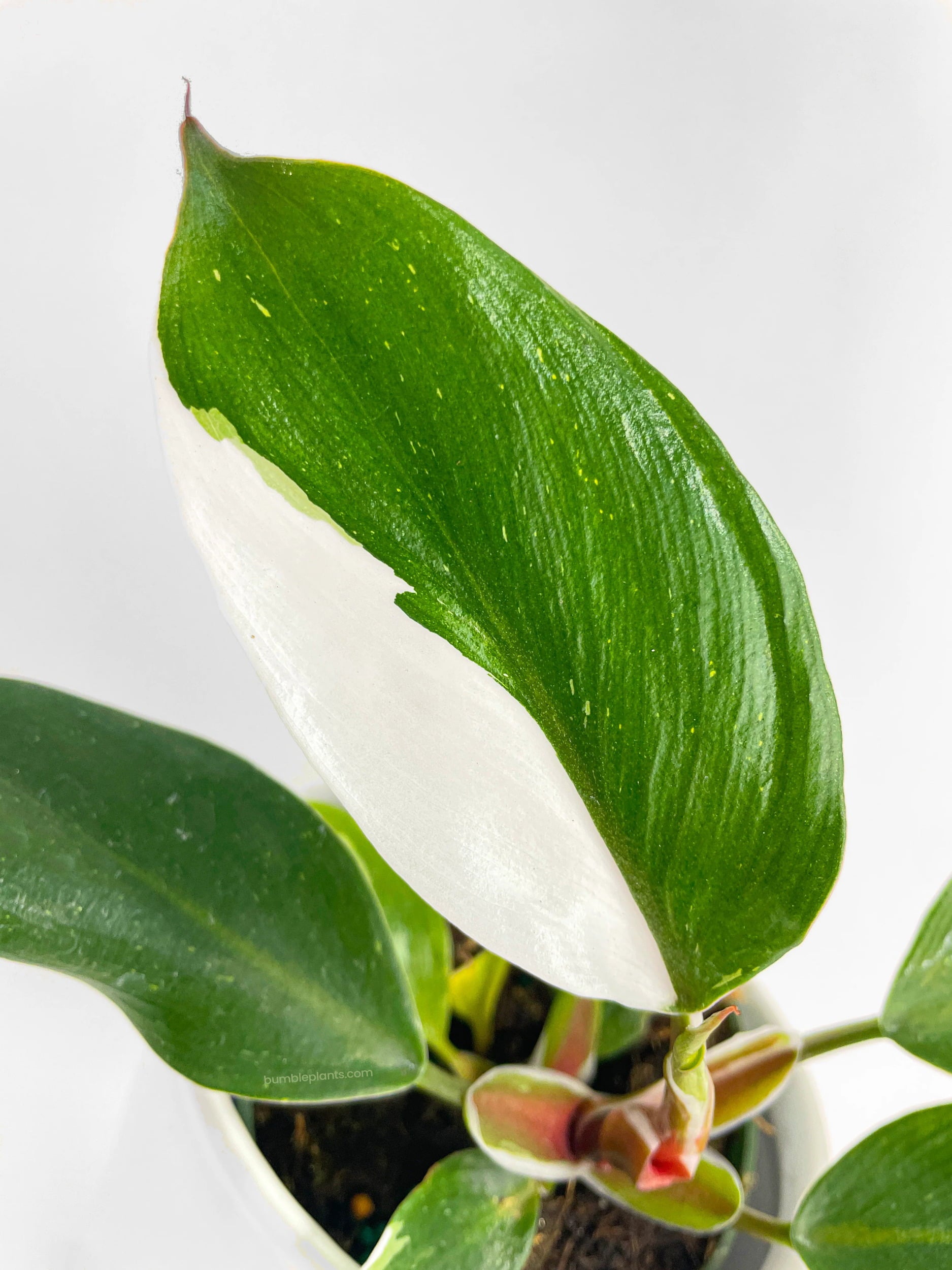 Philodendron White Princess