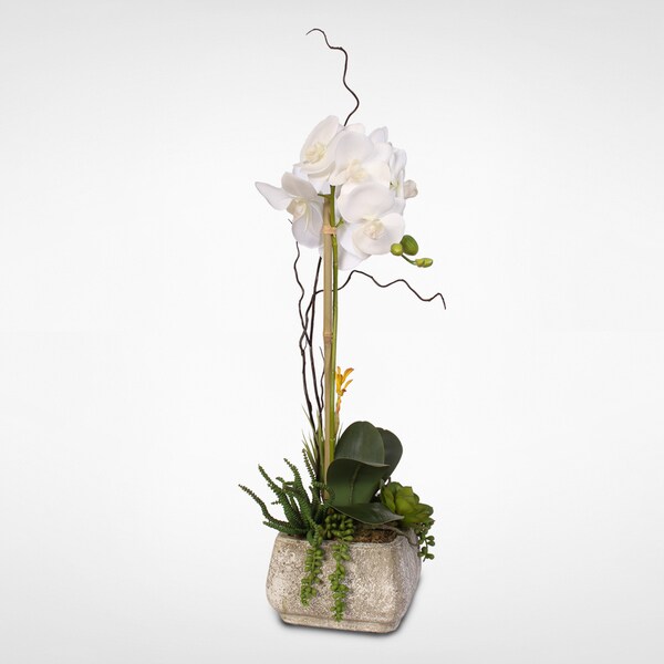 Real Touch Phalaenopsis Silk Orchid with Succulents in a Cement Pot