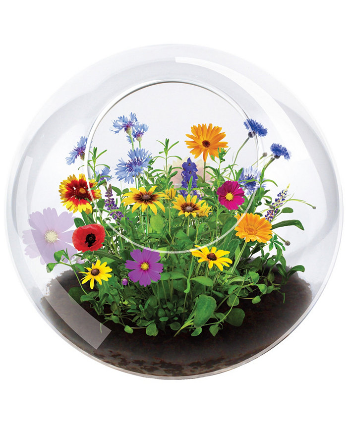 Areyougame Unique Gardener Glass Terrarium Wildflower Blooms Plant Kit