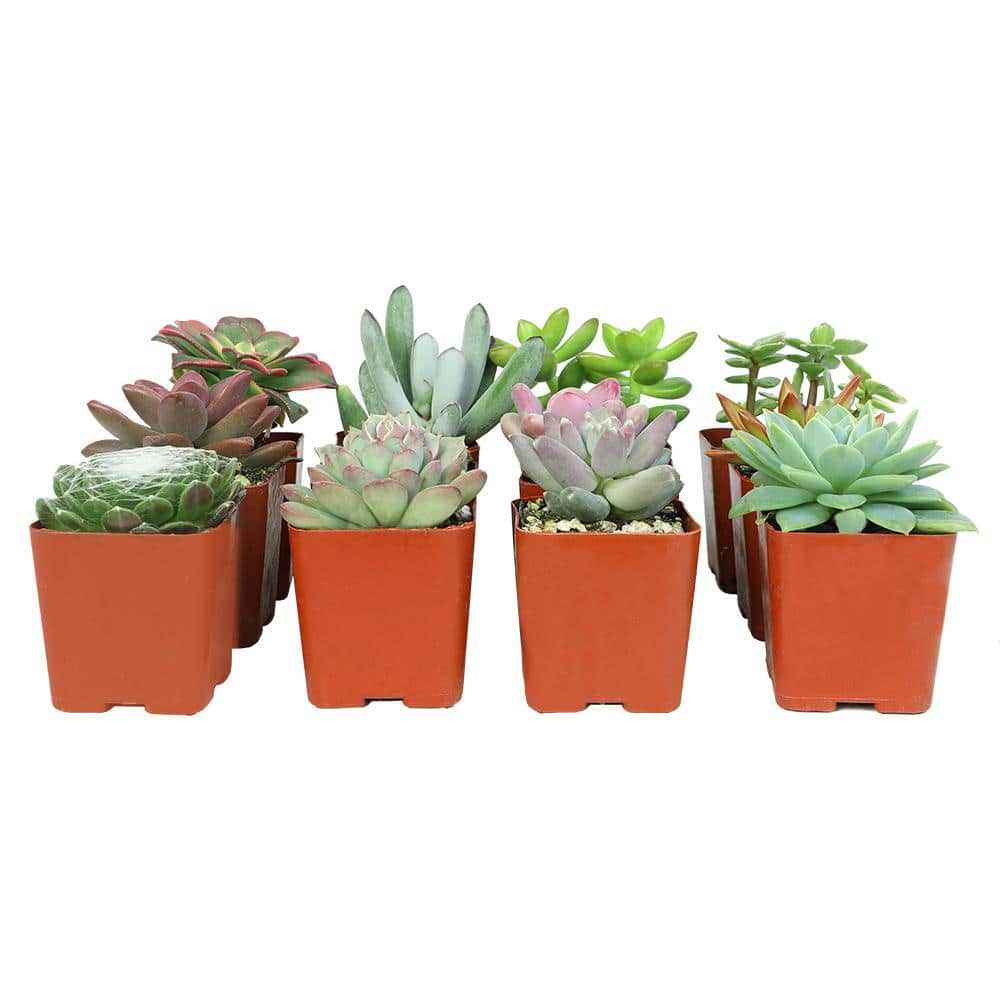 SMART PLANET Assorted Mini 2 in. Succulent (12-Pack) 0881149