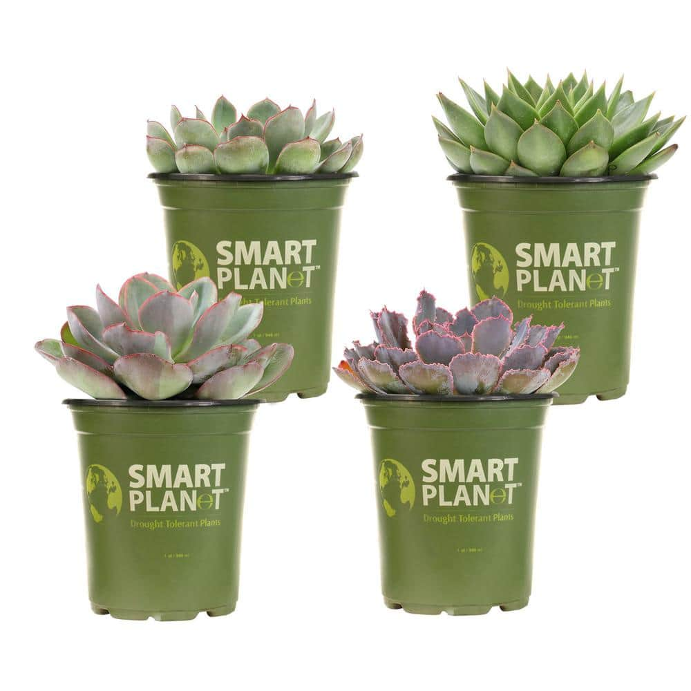 SMART PLANET 1 qt. Echeveria Assorted Succulents (4-Pack) 0872633