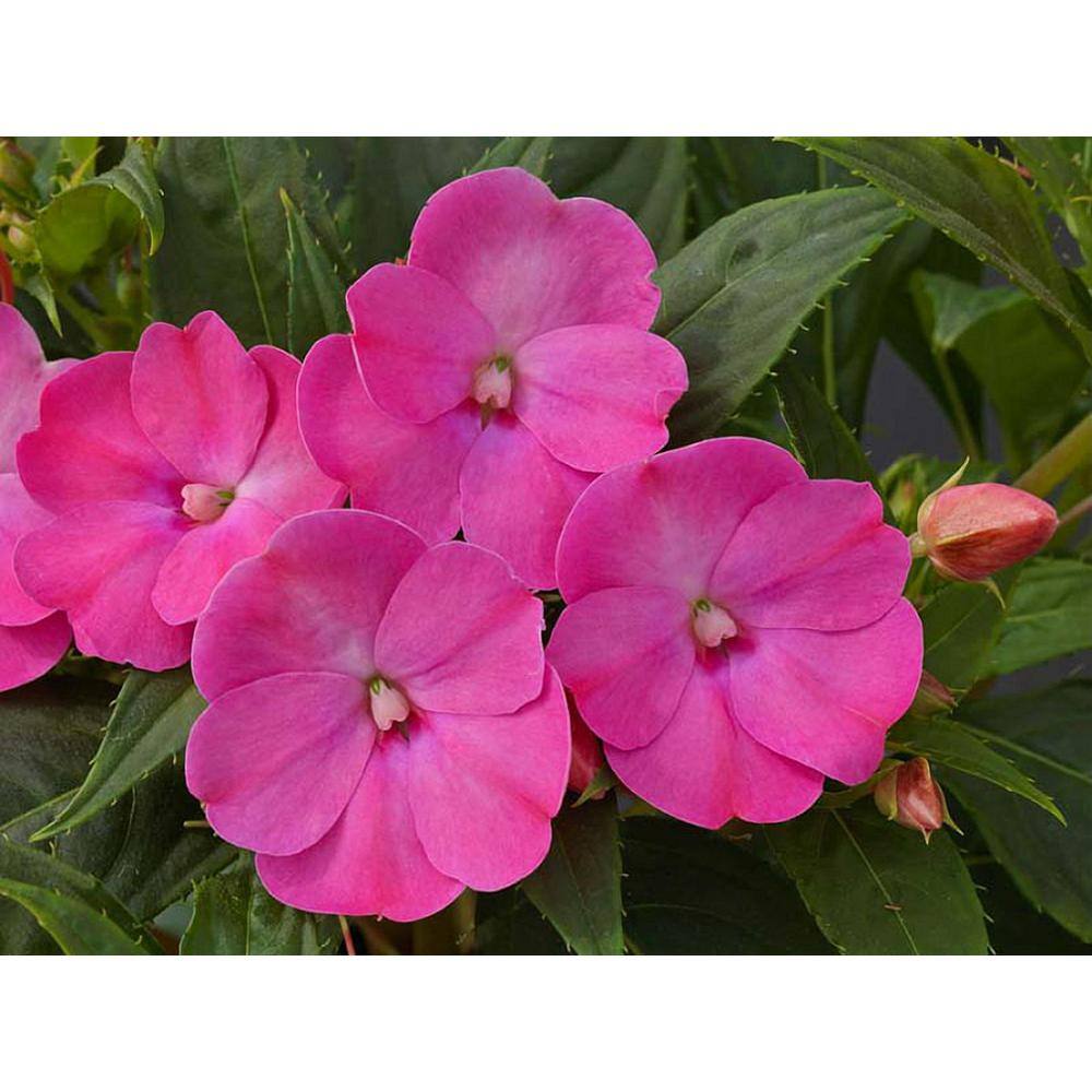 SunPatiens 2 Gal. Compact Lilac SunPatiens Impatiens Outdoor Annual Plant with Bright Purple Flowers in 12 In. Hanging Basket DC12HBSUNLIL