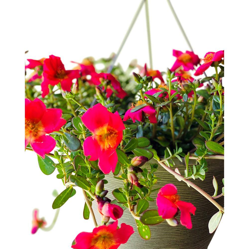 Vigoro 1.8 Gal. Purslane Plant Red Flowers in 11 In. Hanging Basket DC11HBPURSRED