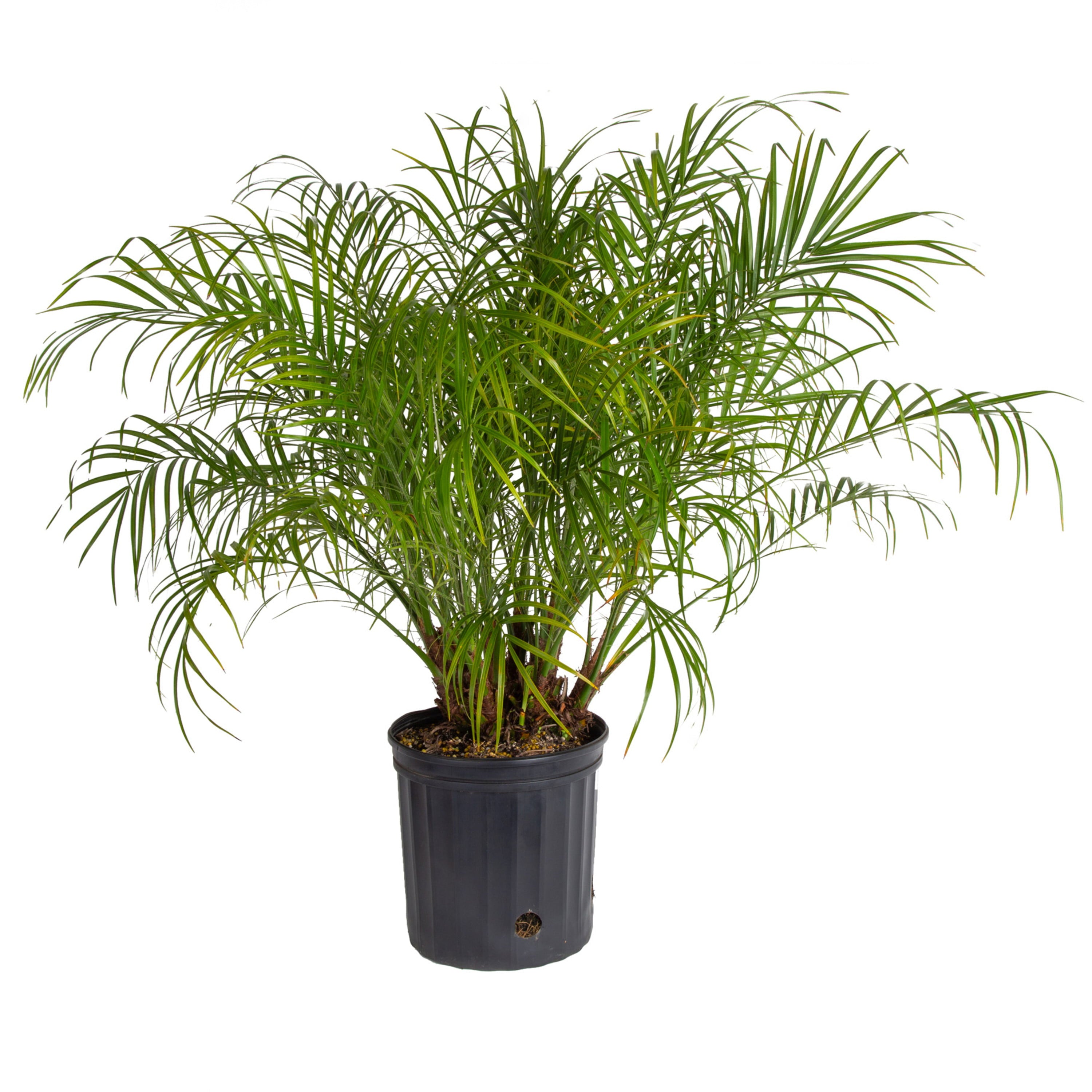 Costa Farms Expert Gardener Live Outdoor 36in. Tall Green Pygmy Date Palm; Full Sun Outdoors Plant in 10in. Grower Pot