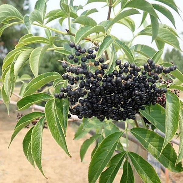 American Elderberry, Sambucus - Plant