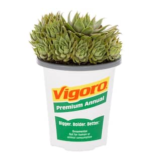 Vigoro 1 Pint Sedum Succulent Ground Cover Plant 68888