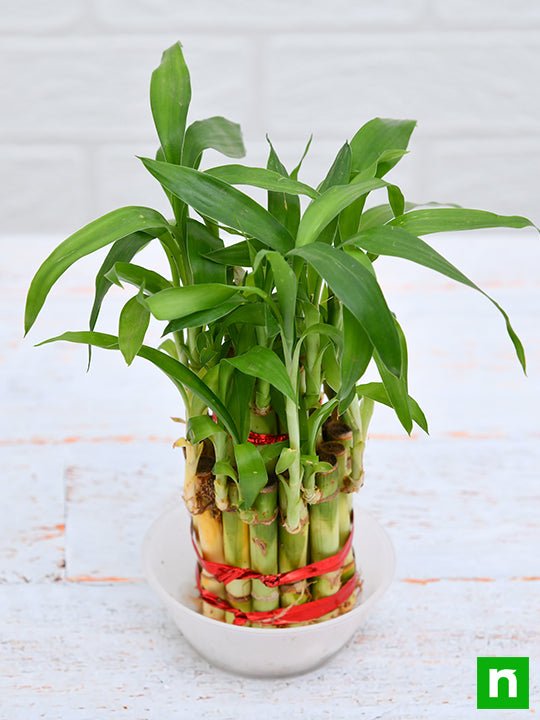 2 Layer Lucky Bamboo Plant in a Bowl with Pebbles