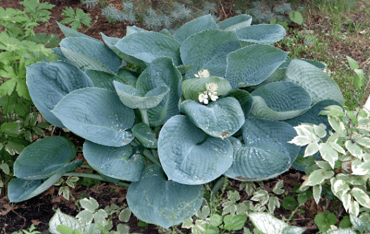 3 Blue Angel Hosta Bareroot