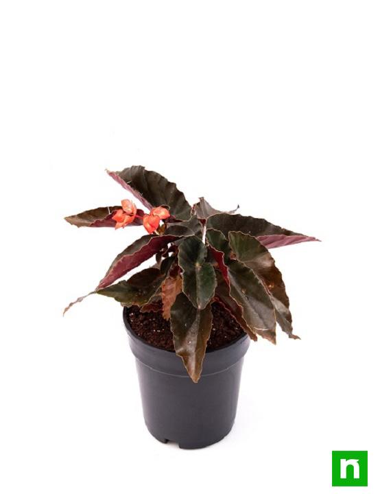 Angel Wing Begonia (Any Color) - Plant