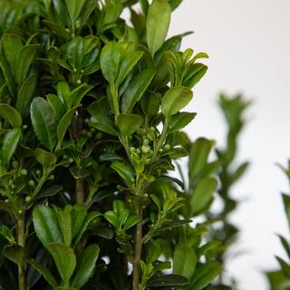 FLOWERWOOD 2.5 Qt. Sky Pencil Japanese Holly(Ilex) Live Plant Upright Growth Habit 3120Q