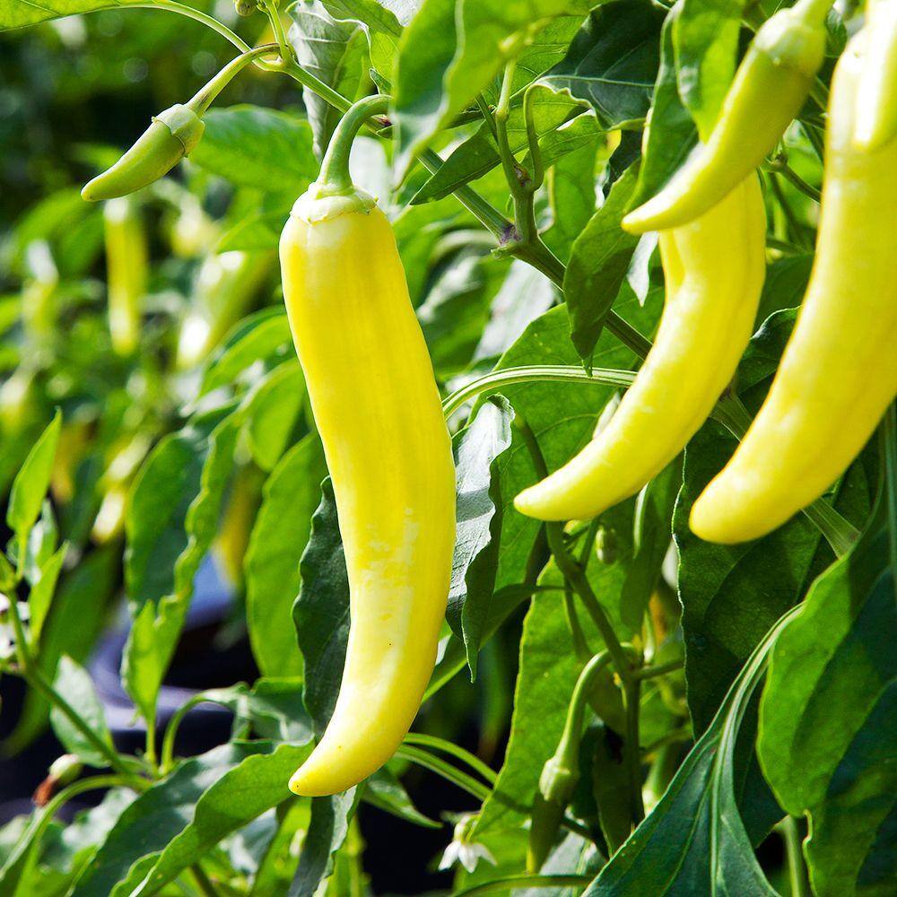 Bonnie Plants 11.8 oz. Pepper-Banana Hot 2300