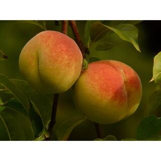 Online Orchards Suncrest Peach Tree Bare Root FTPE004