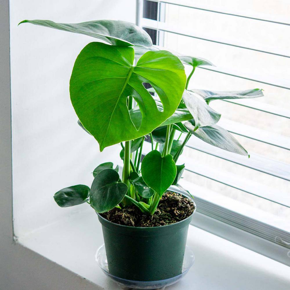 Perfect Plants Monstera Deliciosa (Swiss Cheese Plant) in a 6in. Grower's Pot (2-Pack) THD00473