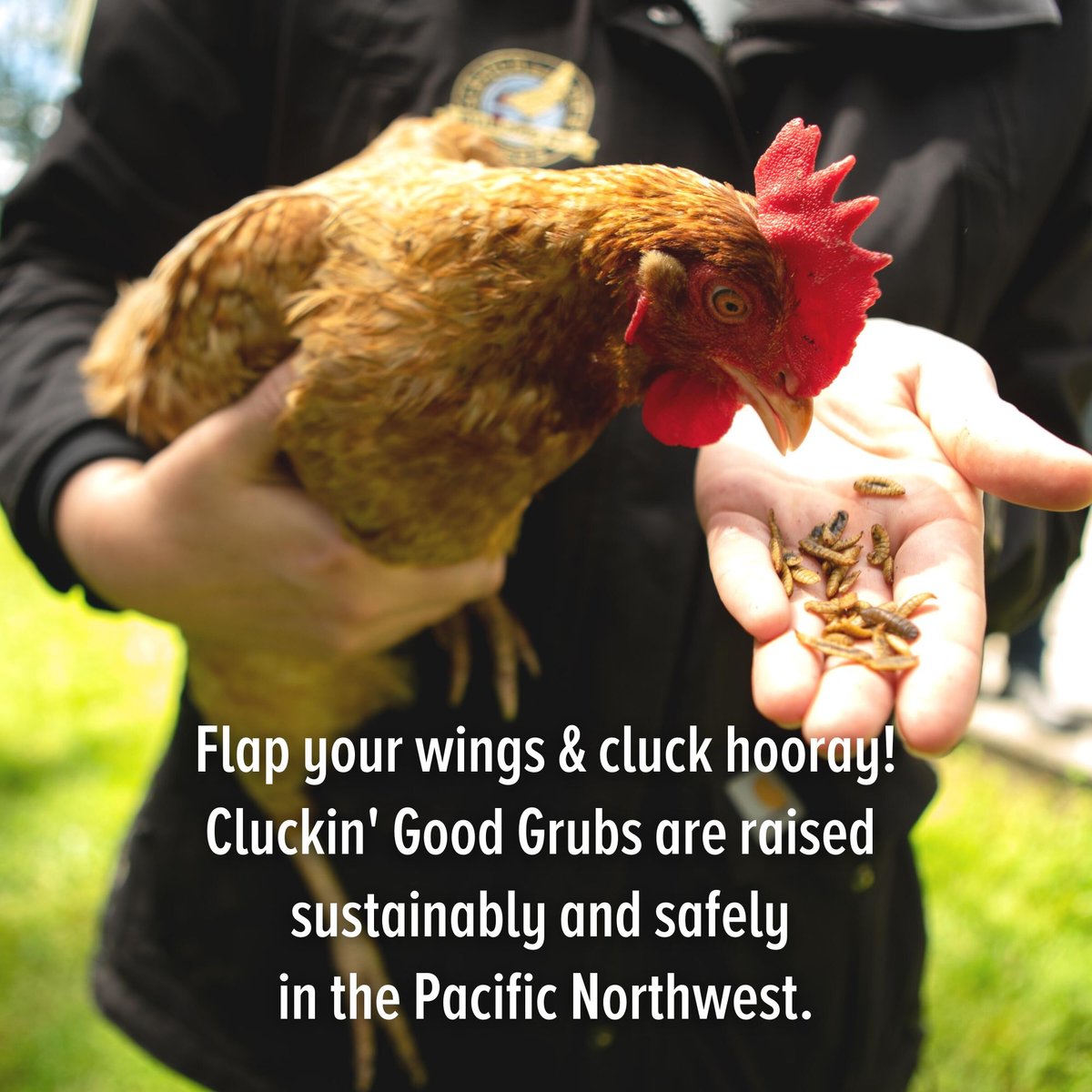 Scratch and Peck Feeds Cluckin' Good Grubs Poultry Treats