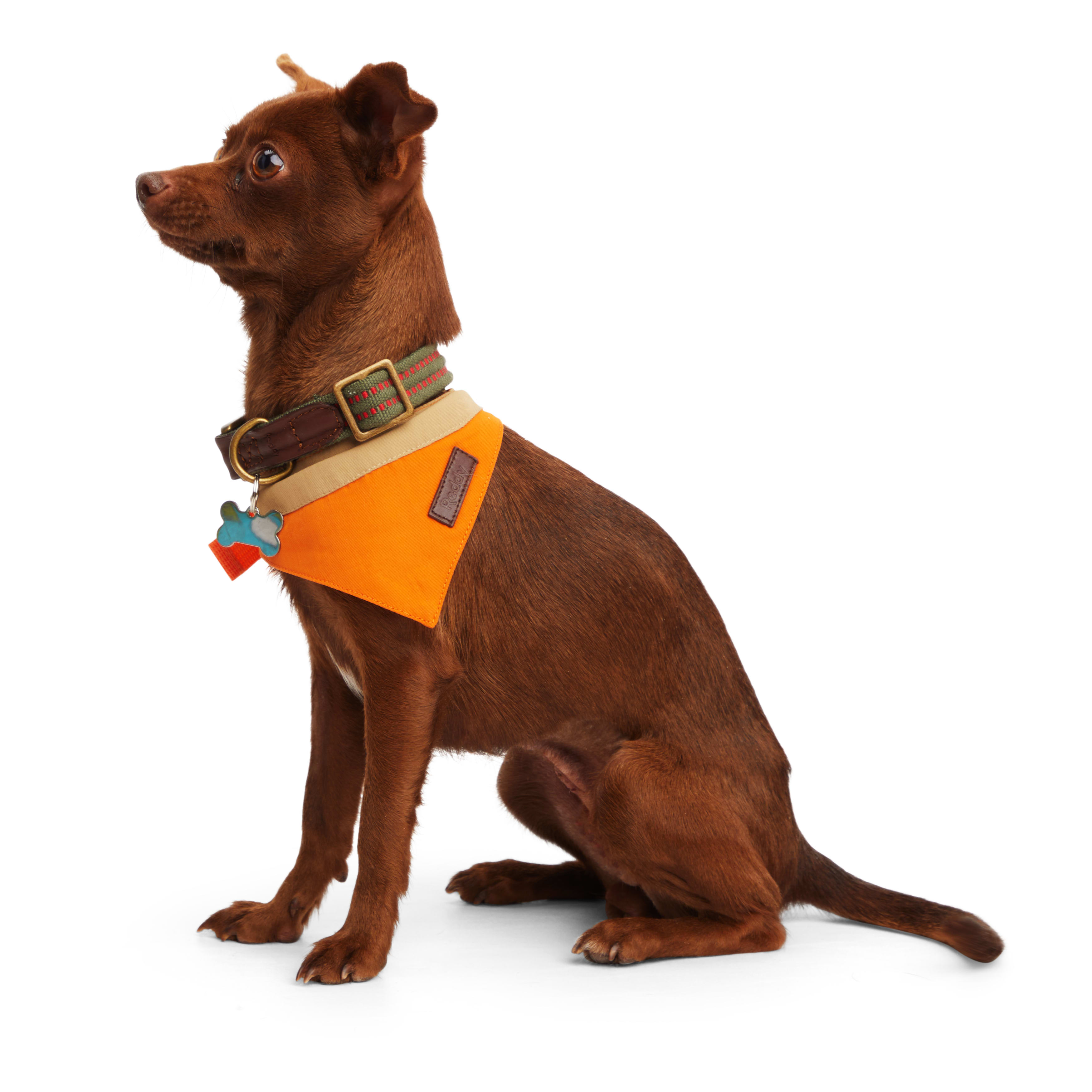 Reddy Tan and Orange Colorblock Dog Bandana， X-Small/Small