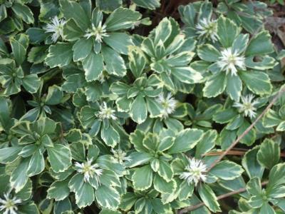 Classy Groundcovers - Collection #2 of Variegated Plants for Shade that Deer Avoid: 50  Pachysandra terminalis 'Silver Edge'， 25 Vinca major 'Variegata'， 25 Athyrium niponicum 'Pictum'