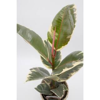 PROVEN WINNERS leafjoy Collection Ficus Elasica Tineke (Rubber Tree) Live Indoor Plant in 7 in. Seagrass Pot Avg Ship Height 15 in. PWFET6SEA1PK