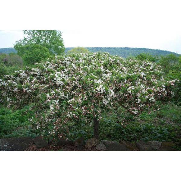 Online Orchards Spring Snow Flowering Crabapple Tree Bare Root FLCA001