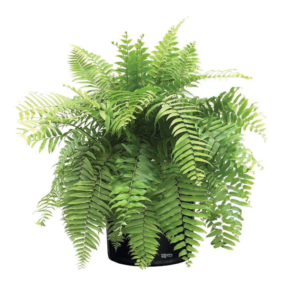 NATURE'S?WAY FARMS Fern Macho Live Outdoor Plant in Growers Pot Avg Shipping Height 2 ft. to 3 ft. Tall 5316