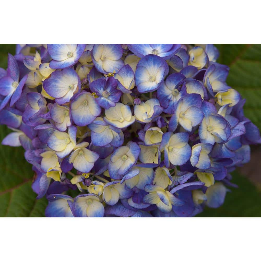 Endless Summer 3 Gal. BloomStruck Reblooming Hydrangea Flowering Shrub Blue or Purple Flowers HYDGA3MBS1PK