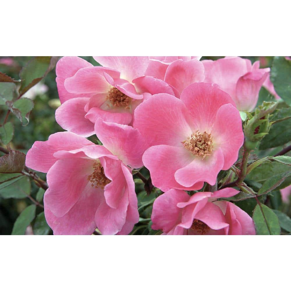 KNOCK OUT 2.5 Qt. Assorted Knock Out Rose Bush with Assorted Color Flowers in 6.3 in. Knock Out Pot BOPIS1927