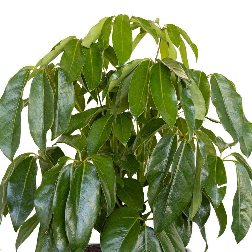 United Nursery Umbrella Tree Schefflera Amate Live Indoor Outdoor Plant in 10 inch Premium Sustainable Ecopots White Grey Pot SAMATE10WG