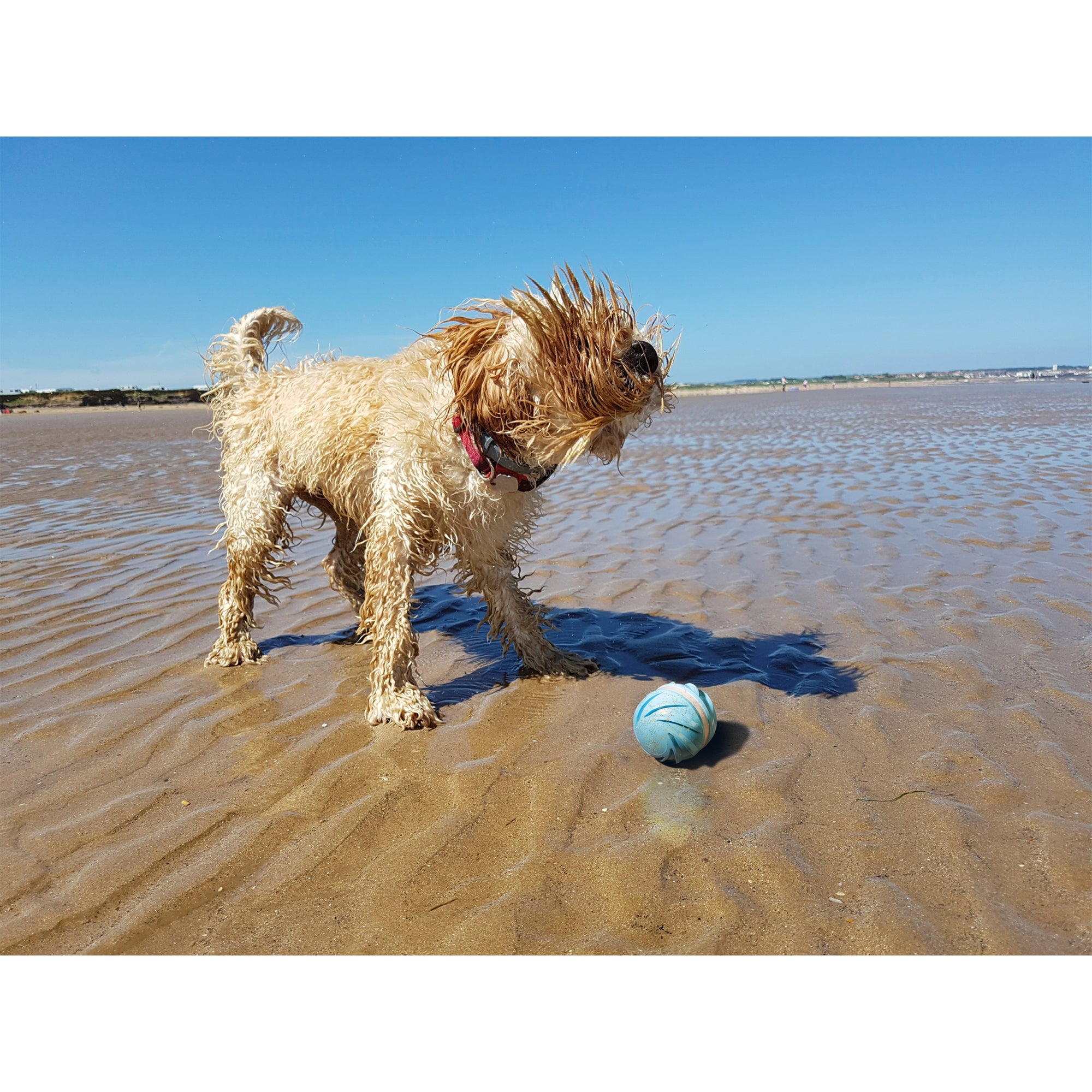 Cheerble Wicked Cyclone Indoor Outdoor Automatic Interactive Dog Toy Ball, Blue