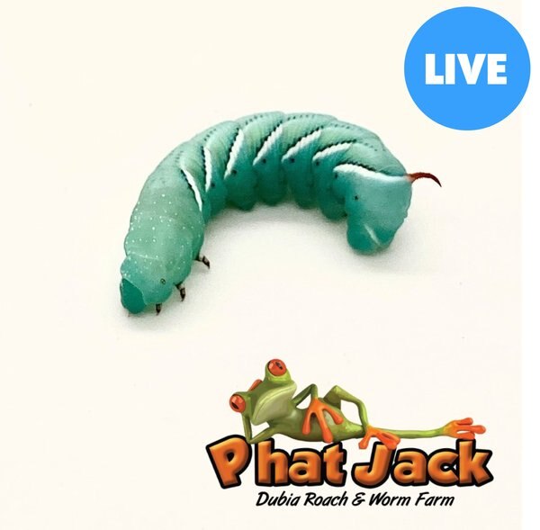 Phat Jack Farms Live Hornworms Reptile Treats， Small， 1-cup