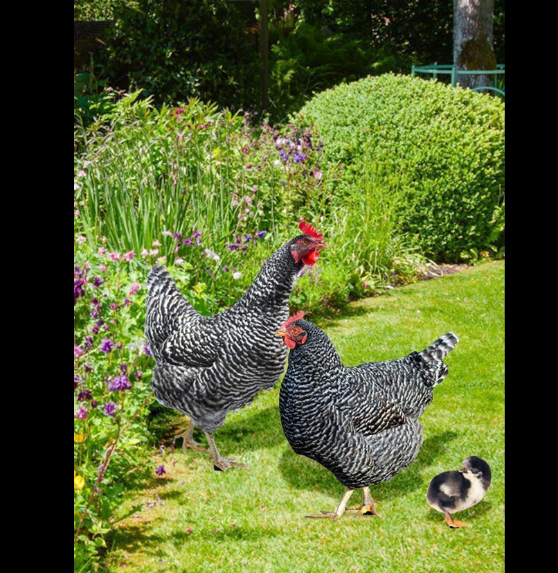 Chicken Family Decor Realistic Garden Statues Yard Art Rustic Outdoor Decor