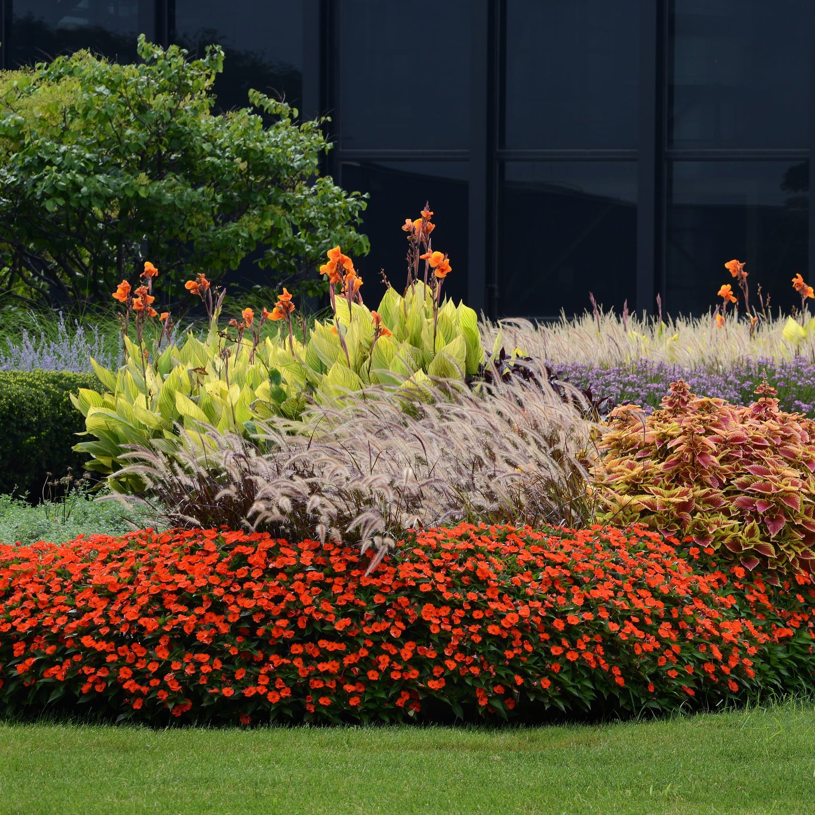 Impatiens Jumbo Splash Vigorous Orange 3- piece