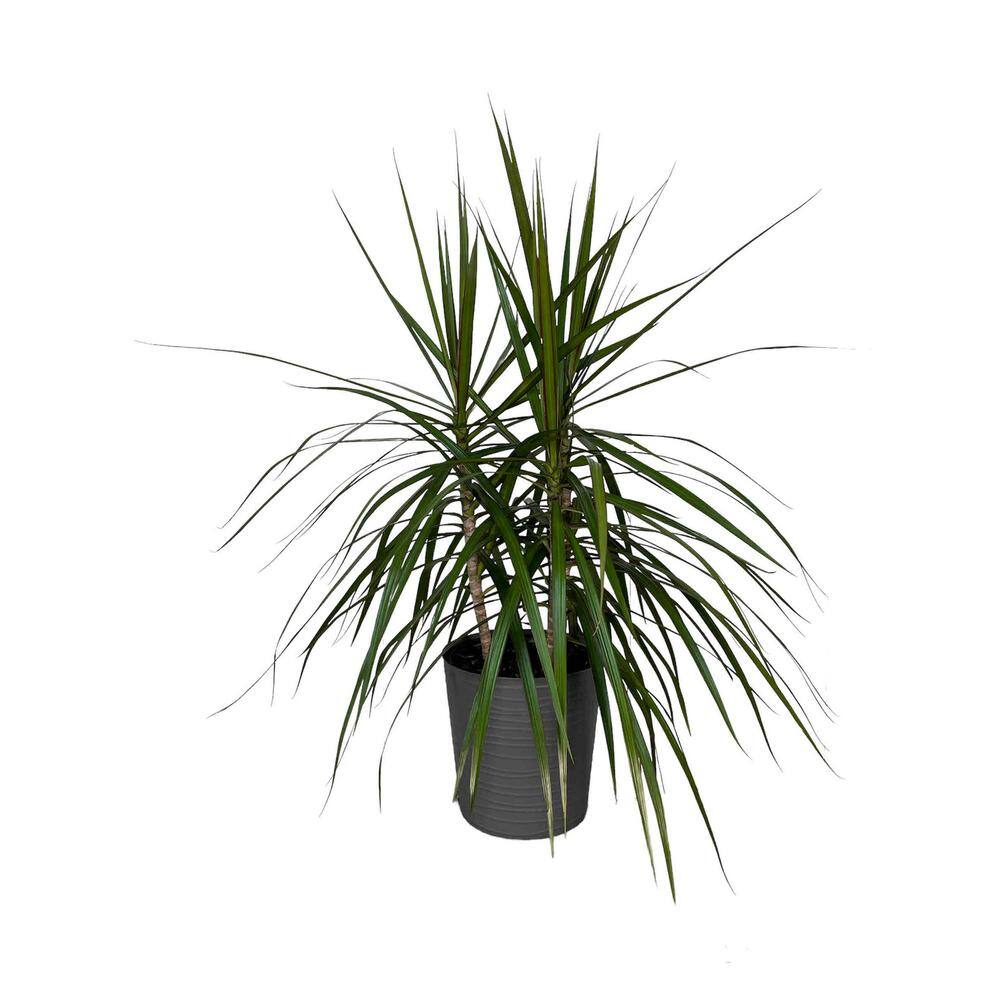 EVERBLOOM GROWERS INC. 10 in. Dracaena Marginata Plant in Deco Pot EBG10MARG