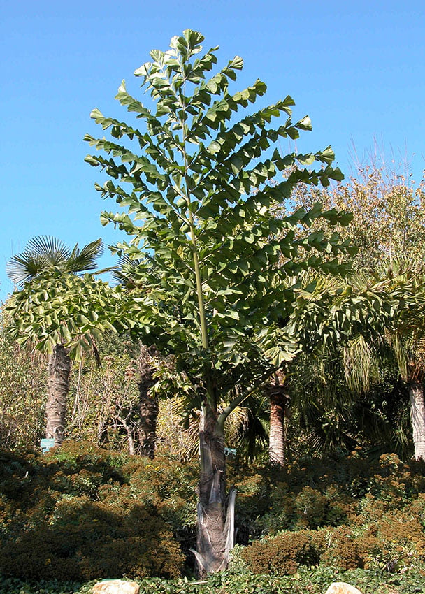 Giant Fishtail Palm - Live Plant in an 10 Inch Growers Pot - Caryota Obtusa - Extremely Rare Ornamental Palms from Florida