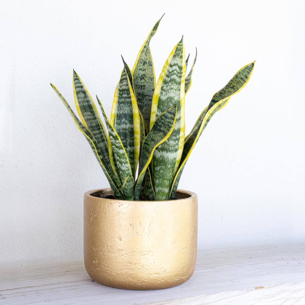 United Nursery Live Snake Plant Sansevieria Laurentii in 6 inch Grower Pot 22440