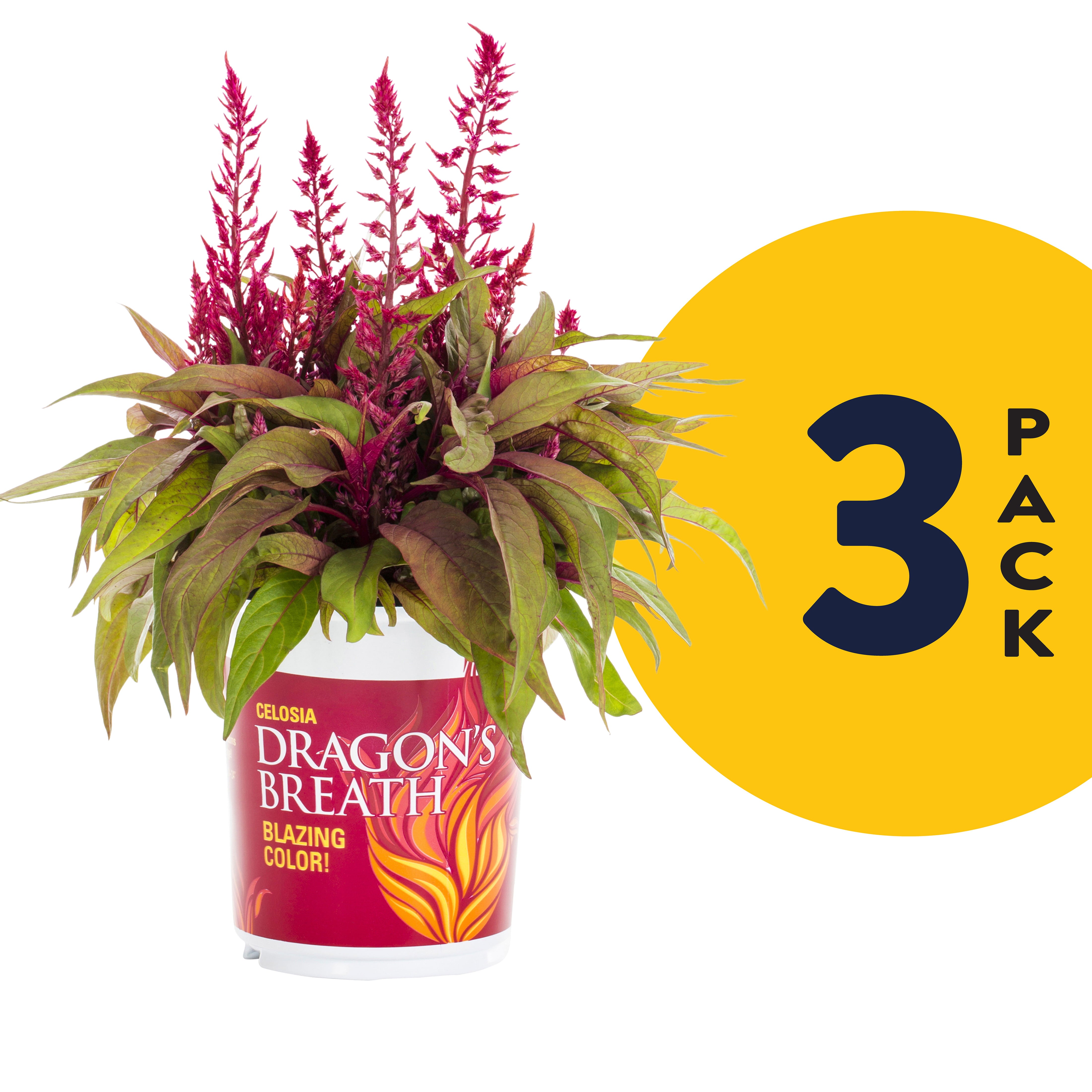 Dragons Breath 2.5QT Red Celosia Live Plants (3 Pack) with Grower Pots