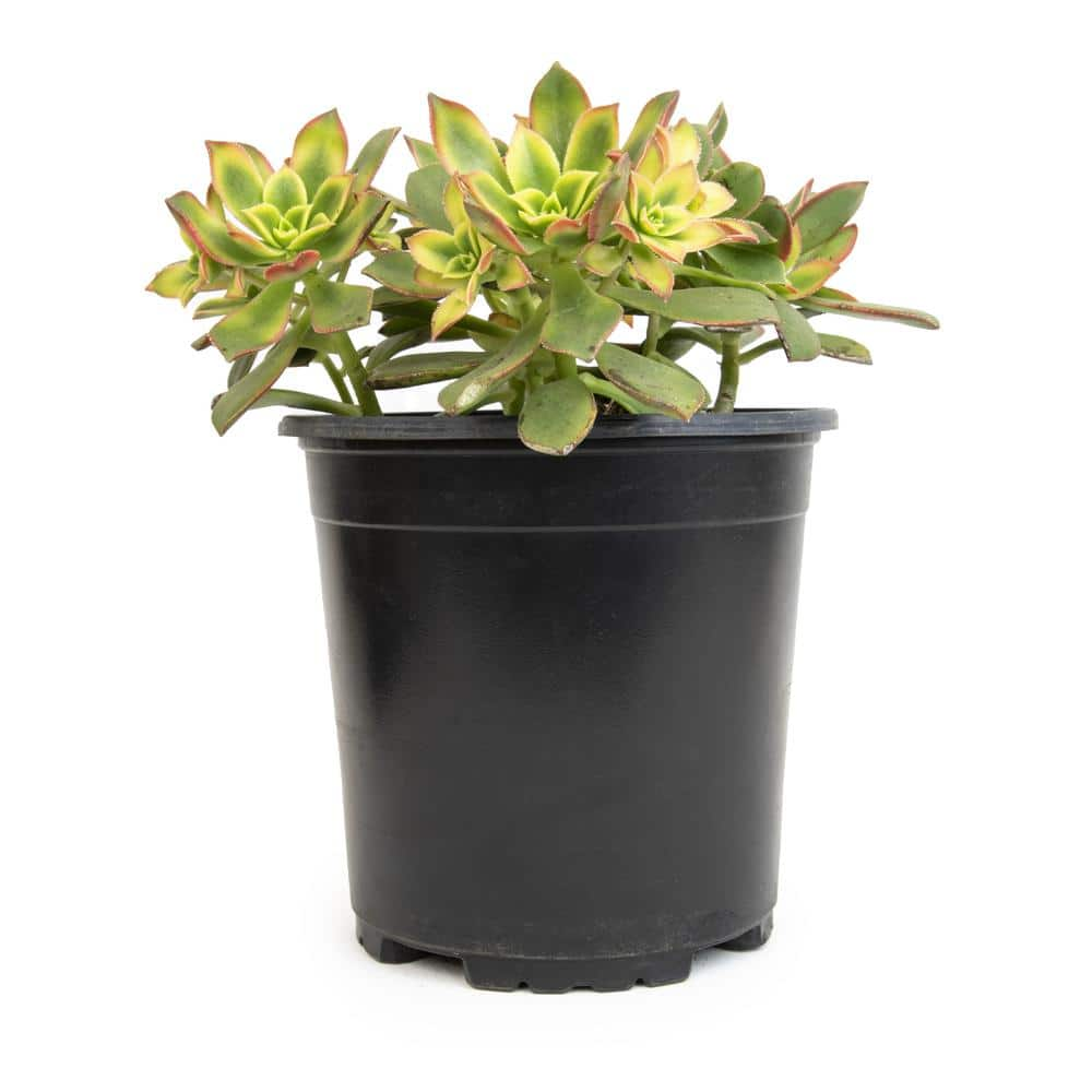 Smart Planet 1 Gal. Aeonium Kiwi Single 0880120