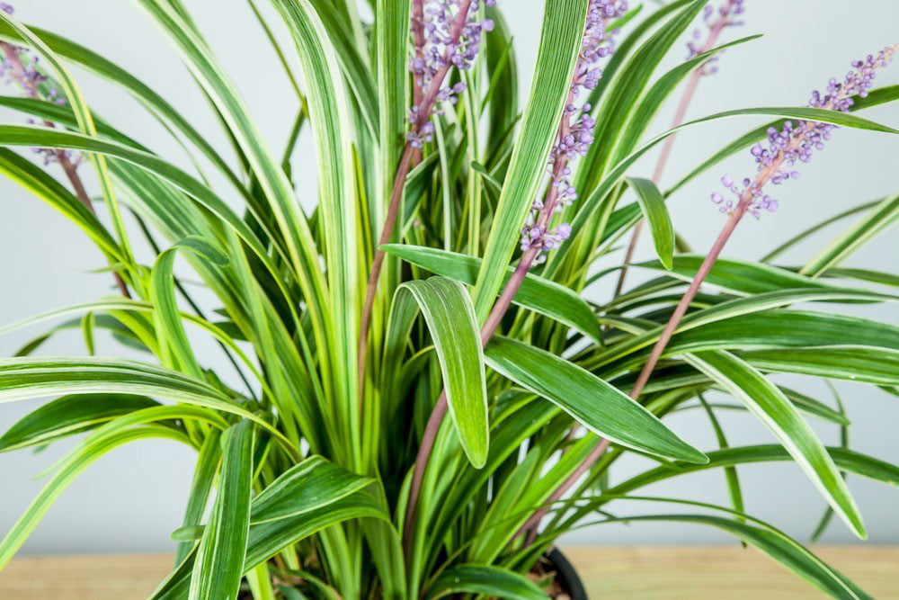 1 Gal. Variegated Liriope - Monkey Grass - Ornamental Statement