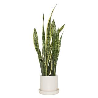 national PLANT NETWORK 6 in. Sanseveria Laurentii Snake Plant in 7 in. Semi Matte Cream Hyde Container HD4701