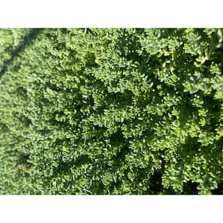 Cesicia Sedum Brevfolium Stonecrop Clumpin Plant (3-Pack) MMPlant01