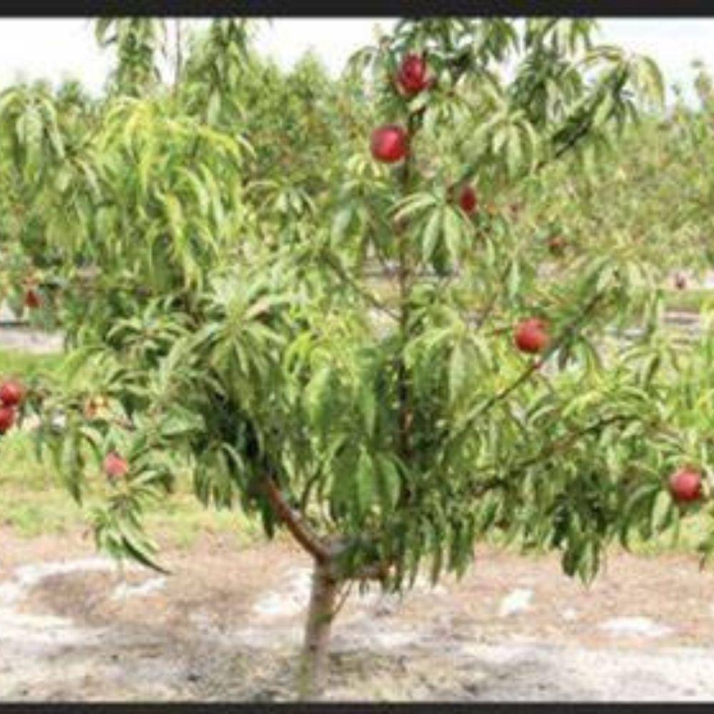 Southern Living 5 Gal. July Prince Peach Tree PCHJLP05GSL