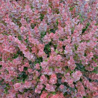 PROVEN WINNERS 2 Gal. Sunjoy Mini Maroon Barberry Plant with Deep Purple-Red Foliage 14735