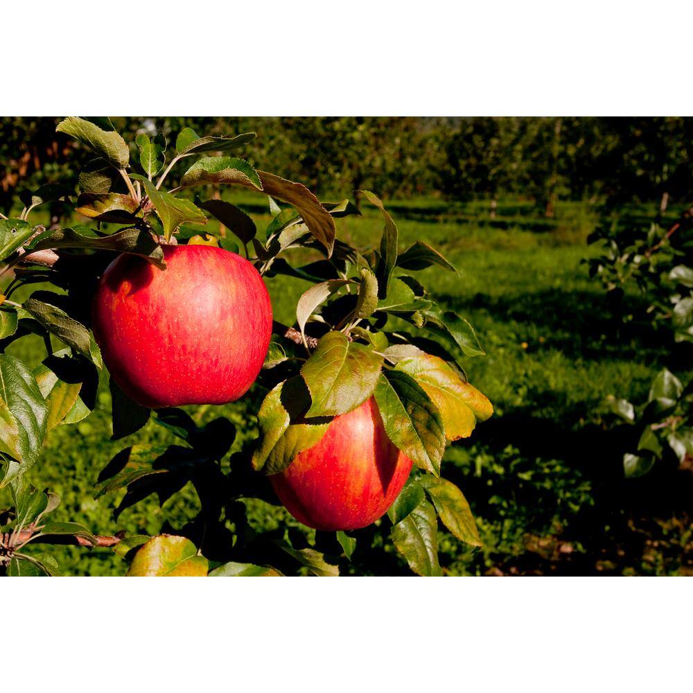 Online Orchards Dwarf Honeycrisp Apple Tree Bare Root Apple