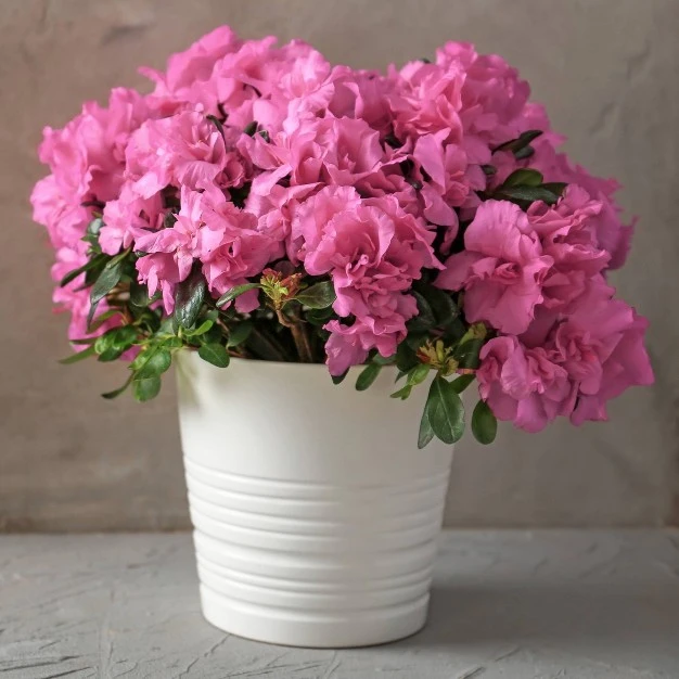 2.5qt Rosebud Azalea Plant With Pink Blooms - National Plant Network