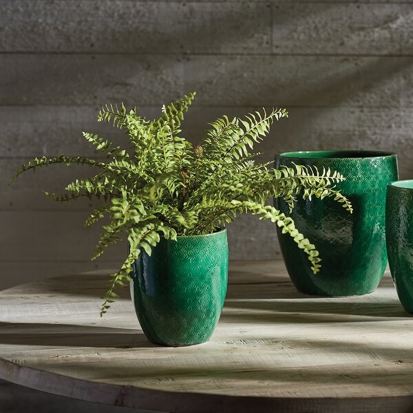 Boston Fern DropIn 16