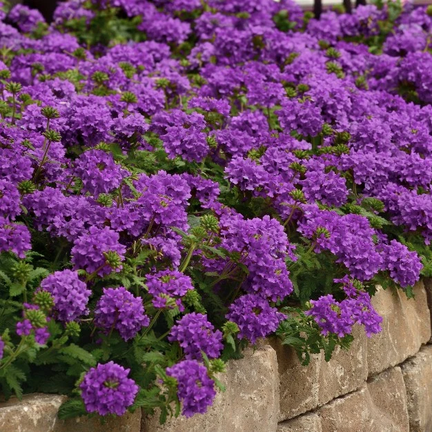 2.5qt Endurascape Dark Purple Verbena Plant With Purple Blooms - National Plant Network