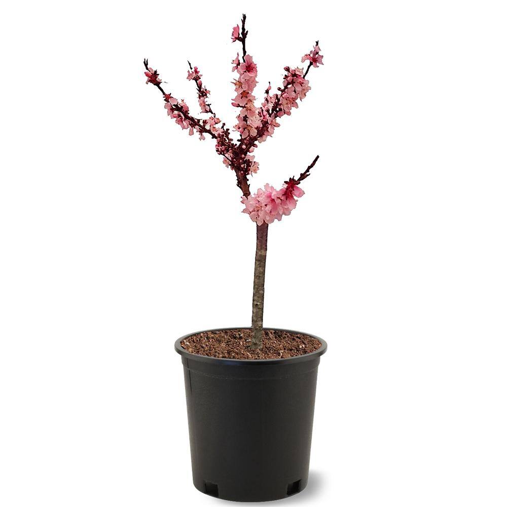 #1 Windmill Palm (2-Pack) THD00097
