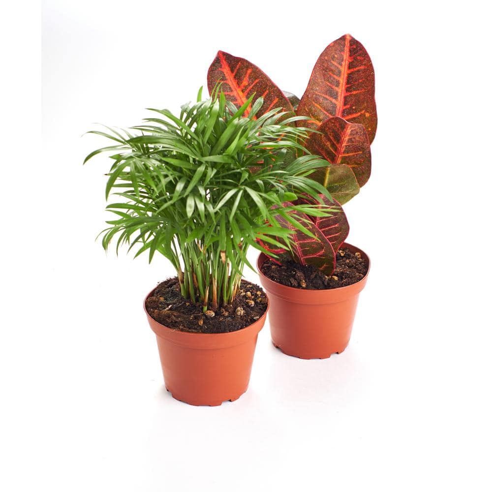 Shop Succulents Croton Petra and Parlor Palm， Air Purifying Live Indoor House Plant in 4 in. Grow Pot(Pack of 2) 2-TROPIC-4