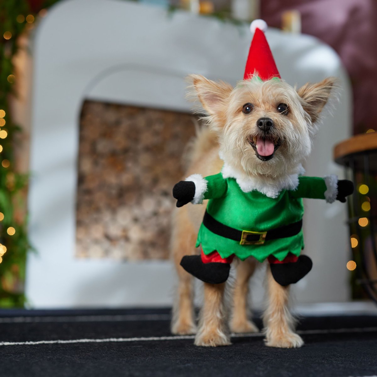 Frisco Front Walking Elf Dog and Cat Costume