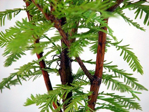 Dawn Redwood Tree - Metasequioia - Living Fossil - 4