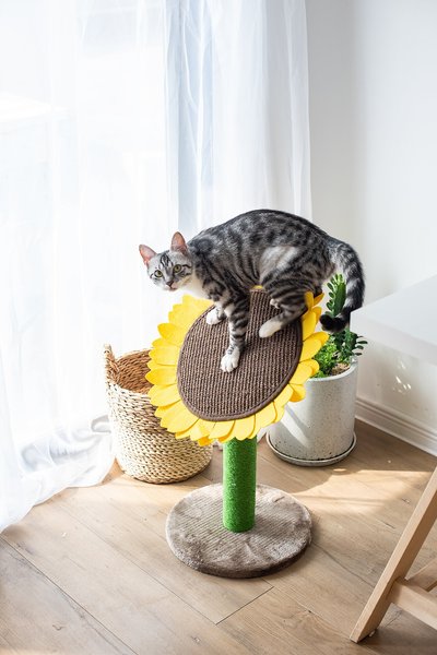 Catry Sunflower 23.2-in Sisal Cat Scratching Post with Toy